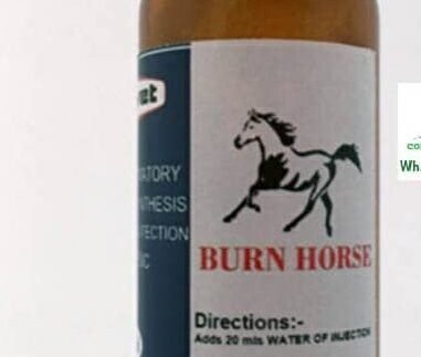 Burn horse