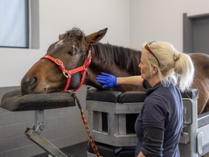 Horse Weight Gain & Conditioning Supplements