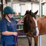 Horse Post‑Race Recovery Supplements