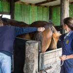 Horse Oxygen & Endurance Supplements (ITPP)