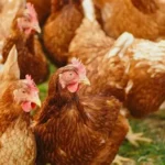 Poultry Health Supplements (Chicken & Rooster)
