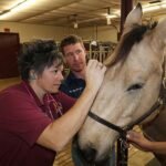 Equine Health Products on Sale