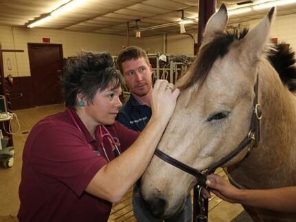 Equine Health Products on Sale