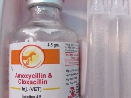 amoxicillin injection