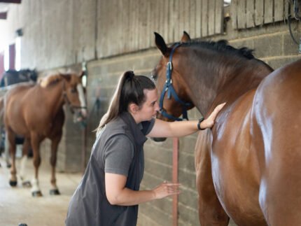 Horse Ulcer & Digestive Medicines