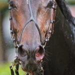 Equine Bleeding Prevention & Recovery Products