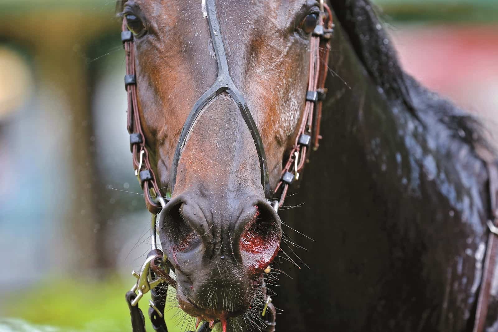 Equine Bleeding Prevention & Recovery Products - Buy Veterinary ...