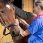 Equine Injectable Health Products