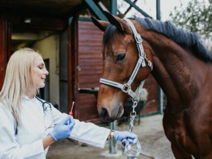 Horse Blood Builder & Hematinic Supplements