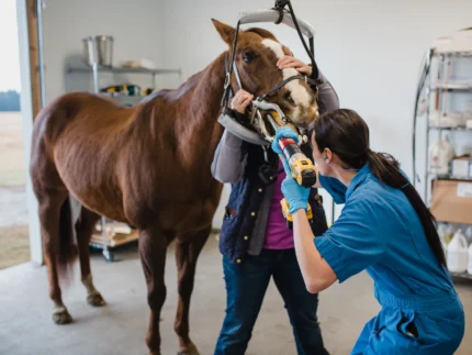 Horse Pain Relief & Anti‑Inflammatory Supplements