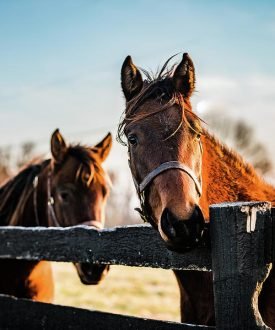 horse-faces-kyle-shepherd